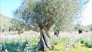 The Very Old Olive Trees of Lesvos island in Greece - Episode 2