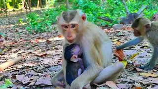 Pity reaction of adorable baby monkey feeling really hungry while he's got kidnapping so long like