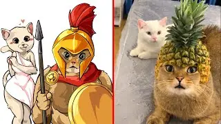 Ваш кот думает о Римской империи? | Мемы о кошках