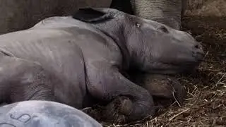 Dutch zoo welcomes 14th baby rhino