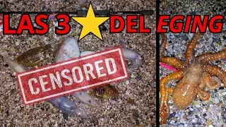 CALAMARES, SEPIAS y PULPOS desde PLAYA con TEMPORAL