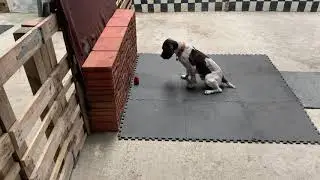 Thorn - Passive Indication - Bridge to Target