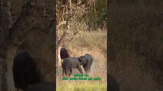 Don't do anything. Let live...&hearts;️🙏#naturelovers #beautiful #wildsrilanka#Love  #HumanElephantConflict