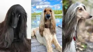 funny dogs compilation 🤣🤣🤣😺 #311 (Afghan Hound 🇦🇫)