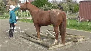 #16 HorseGym with Boots TRIPLE TREAT DEMO