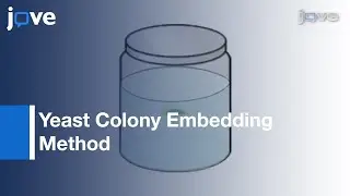 Yeast Colony Embedding Method l Protocol Preview