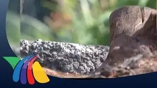 Humo de le&ntilde;a afecta salud de las personas