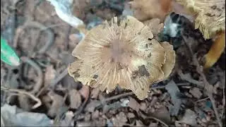 Wild  Inocybe in natural litter rich habitat