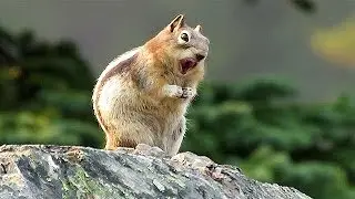 Golden Mantled Ground Squirrel Eating ~ Banff National Park