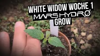 White Widow 🌿 Erste Vegi-Woche Mars Hydro FC-E1500