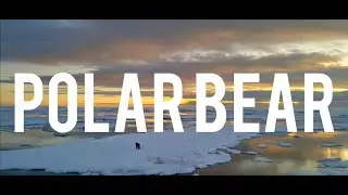 Polar Bears: Monarchs of the North | Microdocumentary