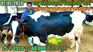 07/01/2024 पशू मंडी डबवाली,मंनत डेयरी फार्म की 8 गाय बिकाऊ 25+30 लीटर दूध वाली मात्र 60,000 के दाम