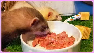 WARNING: Things to Watch Out for in Ferret Food & Treats #ferrets #liveanimals