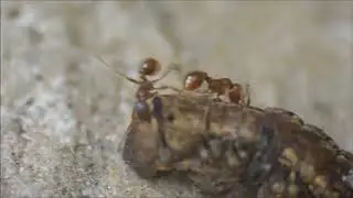 Ant attack - in macro!
