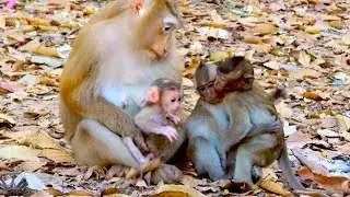 Mother Monkey Rose Teaches Her Newborn to Play with Young Long-Tail Monkeys
