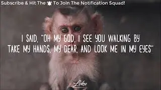 Monkey Video