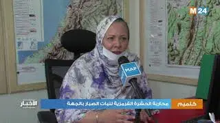 محاربة الحشرة القرمزية لنبات الصبار بجهة كلميم واد نون