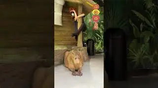 One Video Tells You: How Calm A Capybara Is!   #funny #capybara #animals