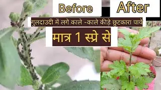 गुलदाउदी में लगे Black कीड़े कैसे खत्म करें? | Best  Spray for Aphids#blackinsects#aphids #guldaudi 