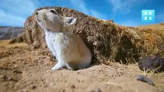 The Fate of the Plateau Pika in Mongolia | China Wild