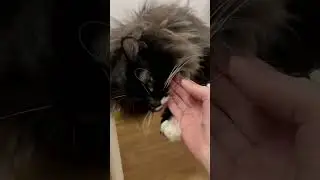 Любовная любовь кота #bobbyboy кусает не кусая , очень нежный котик