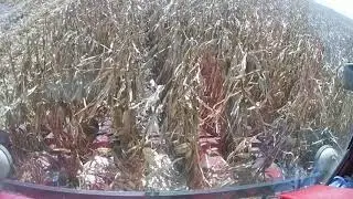 In cab view combining corn in Central Iowa with IH combine