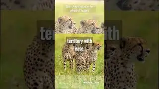 This Is Why Crocodiles Are Afraid Of Jaguars. Interesting facts about everything and everyone