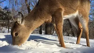 Up-Close with Wild Deer 🦌 Quiet Moments