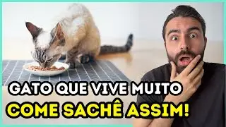 Faça ISSO Antes de Dar SACHÊ Para o Seu Gato e Ele Vai Viver MUITO MAIS!