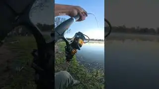 #sturgeon #sturgeonfishing #bigfish #fishing #fishinglife #jurassiclake #teamjurassiclake