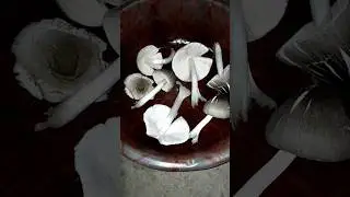 Edible mushroom grown in dry hey#mushroom#edible#seldom