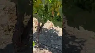 Plagas en vi&ntilde;edos
