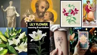 THE LILY in Symbolism! The Spiritual Meaning of LILIES