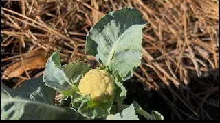 ☀️NEW ADDITION! Turnips & Cauliflower☀️