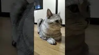 Акция на заправке #cat #юмор #веселыекоты #прикольныекоты #кот #видосыоткота #смешновидео #котики