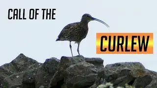 Call of the Curlew - the largest Wading Bird in Europe
