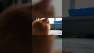 Cat in the Sunlight: A Golden Moment of Fluffy Serenity