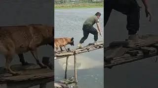 Dog fell into the water 🐶😂😂