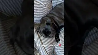 Pug security system!🚨