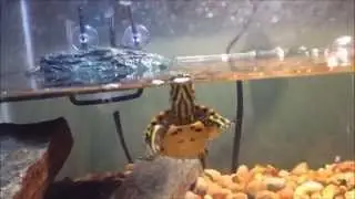 Baby Yellow Bellied Slider Turtles