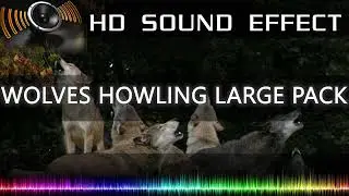 LARGE WOLVES PACK HOWLING SFX | HD Sound Effects