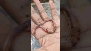 Let's see what types of earthworms are useful to us and how they are useful.