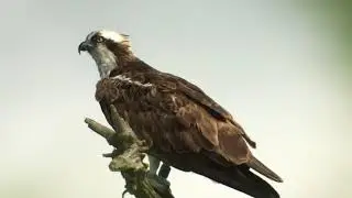 Osprey CJ7 - RSPB Arne - 15/06/18