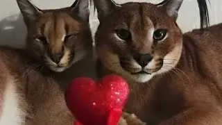 Feliz 14 de Febrero (2023) Dedicatoria a amigos y Subs de YouTube 🎮❤️