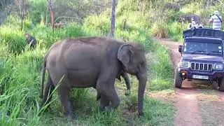 Sri Lankan Elephant