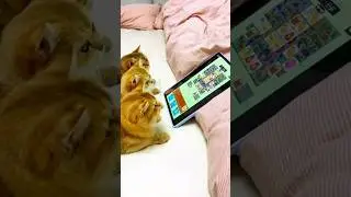 Laugh-Out-Loud Cat Antics &ndash; The Cutest Feline Funnies Ever! 😸🎉