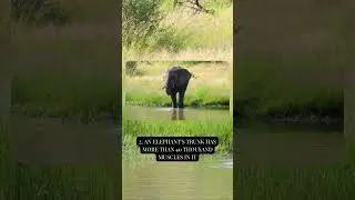 5 Amazing Facts About Elephants That Many People Don't Know