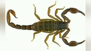 The Scorpion &ndash; Nature&rsquo;s Silent Kill