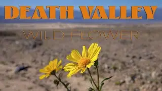 Death Valley wild flower