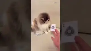 Cats React to Magic 🧙&zwj;♂️😹 | Hilarious Cat Compilation #cats #shorts #video #cat